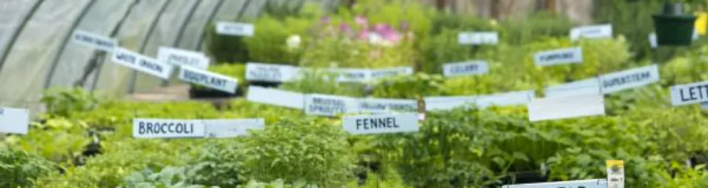 Image of a greenhouse with vegetables and herbs